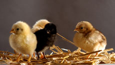 Formax Chicken Starter and Grower